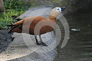 A brown duck standing in front a lake pond photo