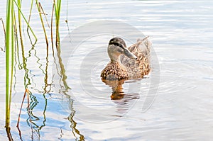 Brown duck swimming in lake near the beach. Water birds species in the waterfowl family Anatidae