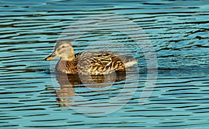 Brown duck swimming in the sunshine