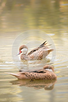 Brown duck swimming in water