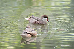 Brown duck swimming in water