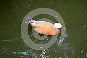 Brown duck with white head in water