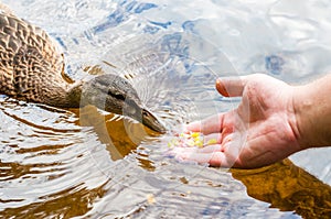 Brown ducks, ducklings eating corn grains from human palm hand in lake near the beach, feeding time. Water birds species in the