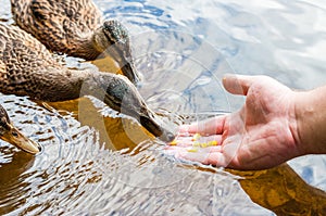 Brown ducks, ducklings eating corn grains from human palm hand in lake near the beach, feeding time. Water birds species in the