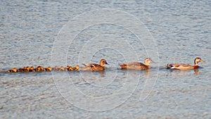 Brown ducks and ducklings on the lake water in a line