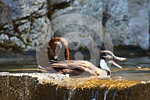 Brown ducks quacking in the water on a sunny day