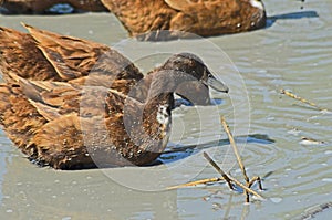 Brown ducks seek food in the dirty water