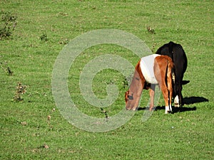 Brown Dutch Belted Lakenvelder dairy cow calf grazing in summer