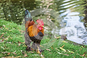 Brown dwarf of the leghorn breed on a farm near the river o