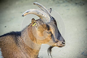 Brown dwarf goat photo