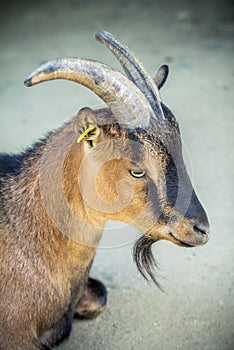 Brown dwarf goat photo