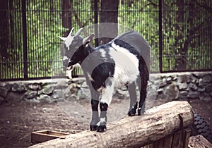 Brown dwarf goat standing on the ground photo