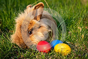 Brown dwarf rabbit and three easter eggs in the meadow