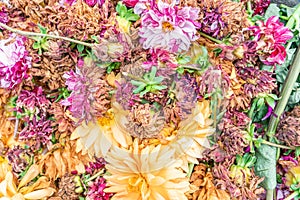 Brown and dying dhalias in yellow, pink and white as a background - drying rustic flowers