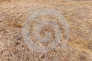 Brown dying grass in the middle of the drought season