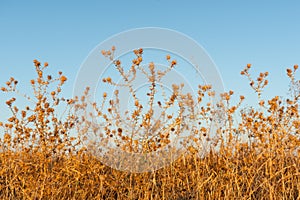 Brown dying wildflowers and grass in autumn