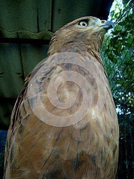 brown eagle