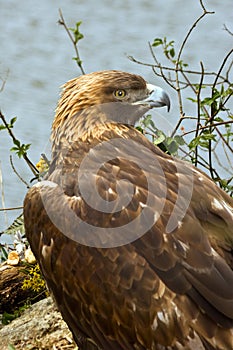 Brown Eagle