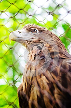 Brown eagle in a cage close up