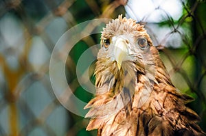 Brown eagle in a cage close up