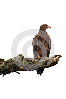 Brown Eagle isolated on white