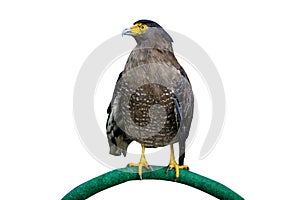 Brown eagle isolated on white