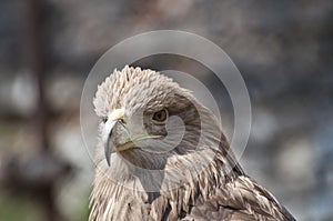 Brown eagle portrait