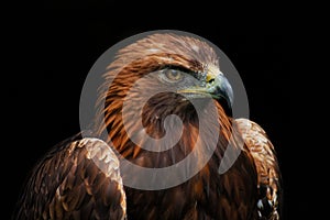 Brown eagle portrait