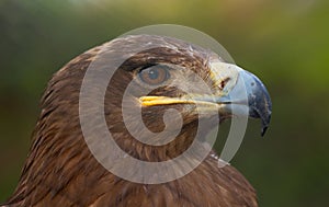 Eagle portrait