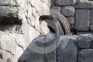 Brown eagle on rocks