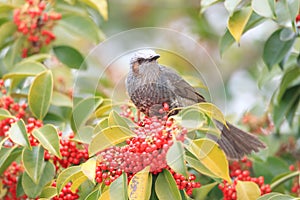 Brown-eared Bulbul