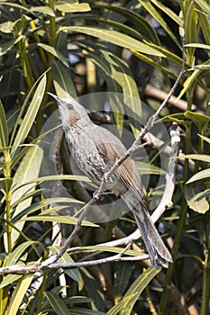 A brown-eared Bulbul on the branch