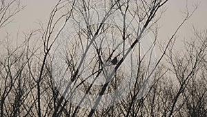 A Brown-eared Bulbul on a branch at windy dawn