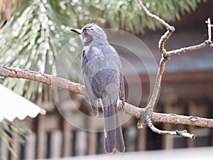 Brown-eared Bulbul, Common Bird in Japan