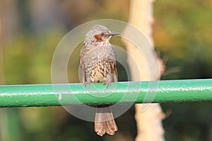 Brown-eared Bulbul