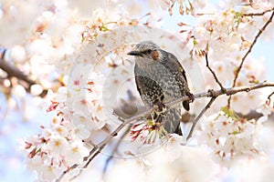 Brown-eared Bulbul