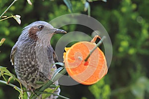 Brown-eared Bulbul