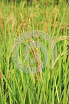 Brown ears of rice on top of the rice trees
