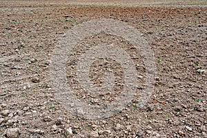 Brown earth on it clods of dirt and small blades of grass