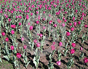 Pink tulips in spring day photo