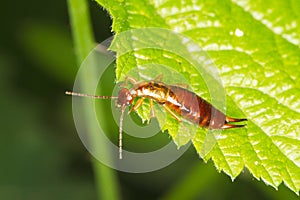 A brown earwig sits on a green leaf / Forficula au photo