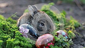 Brown Easter bunny eating a dandelion, sitting near Easter eggs, green grass with dandelions