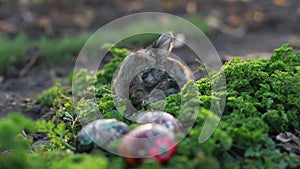 Brown Easter bunny eating a dandelion, sitting near Easter eggs, green grass with dandelions
