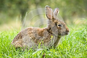 Brown easter bunny in fresh green grass