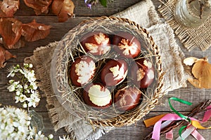 Brown Easter eggs dyed with onion skins in a basket with spring flowers, top view