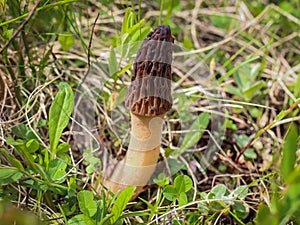 Brown edible sac fungi called the true morels from genus Morchella