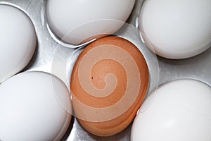 Brown egg