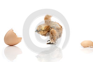 Brown egg and chicken isolated on a white background,Small chicks and egg shells
