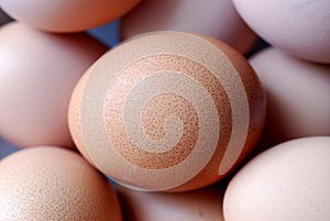 Brown Egg Closeup