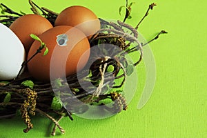 Brown egg with curious eye among multicolored eggs in nest of birch twigs with green leaves and earrings on light green background